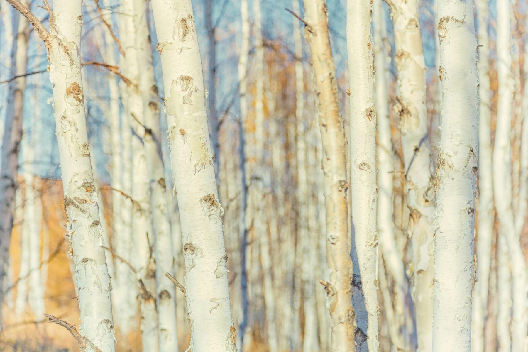 Paper Birch (Betula papyrifera)