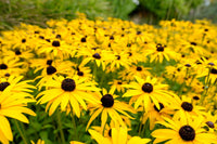 Black-eyed Susan (rudbeckia hirta)