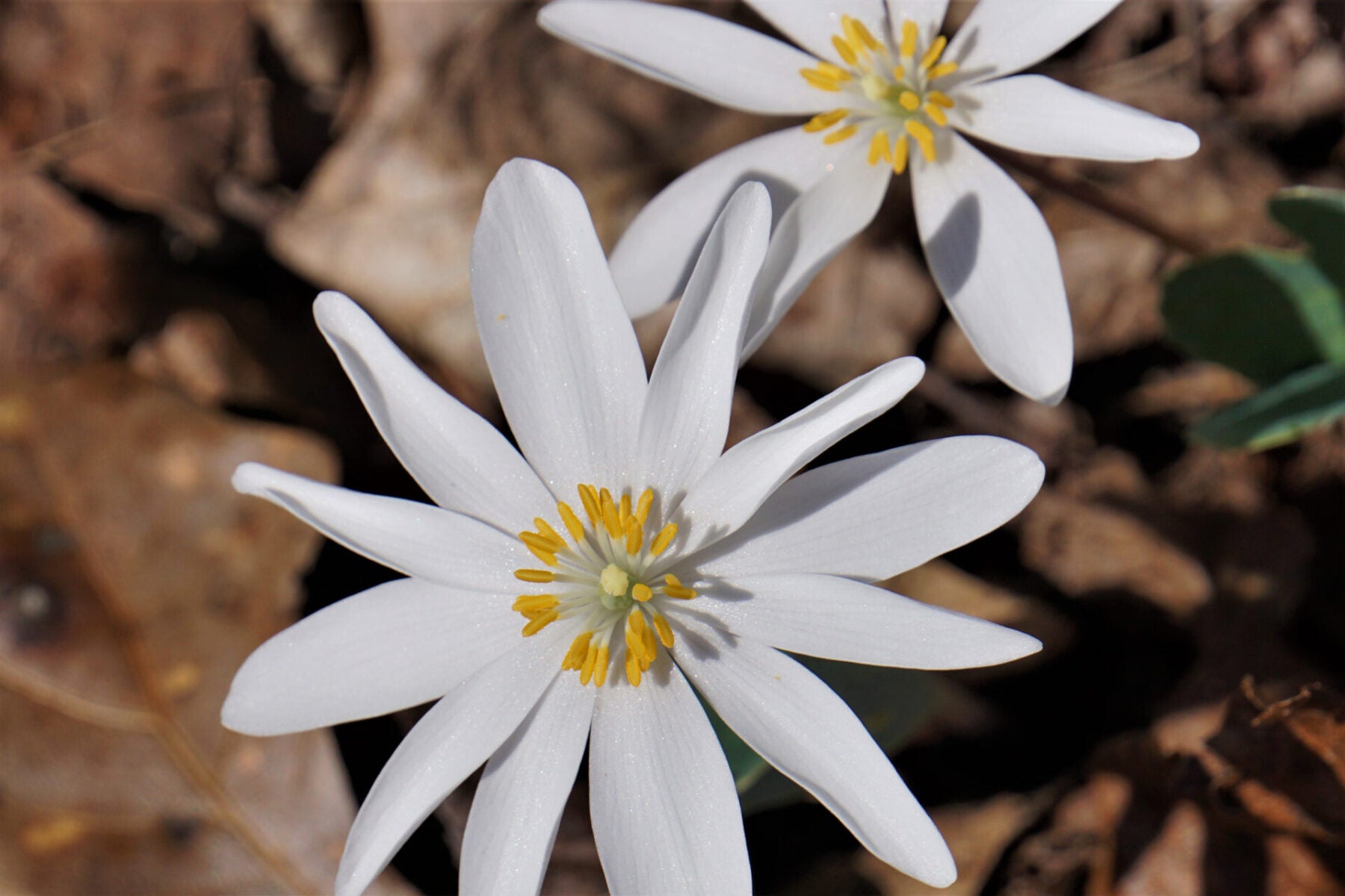 Bloodroot (Sanguinaria canadensis)
