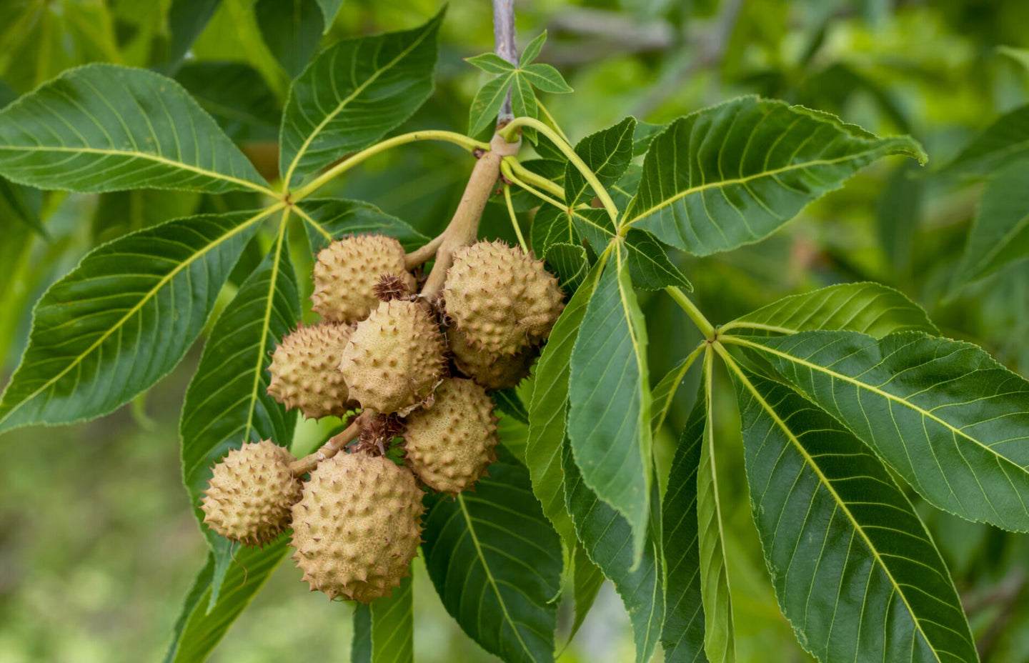 Ohio Buckeye (Aesculus glabra)