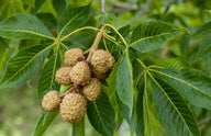 Ohio Buckeye (Aesculus glabra)