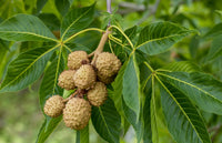 Ohio Buckeye (Aesculus glabra)