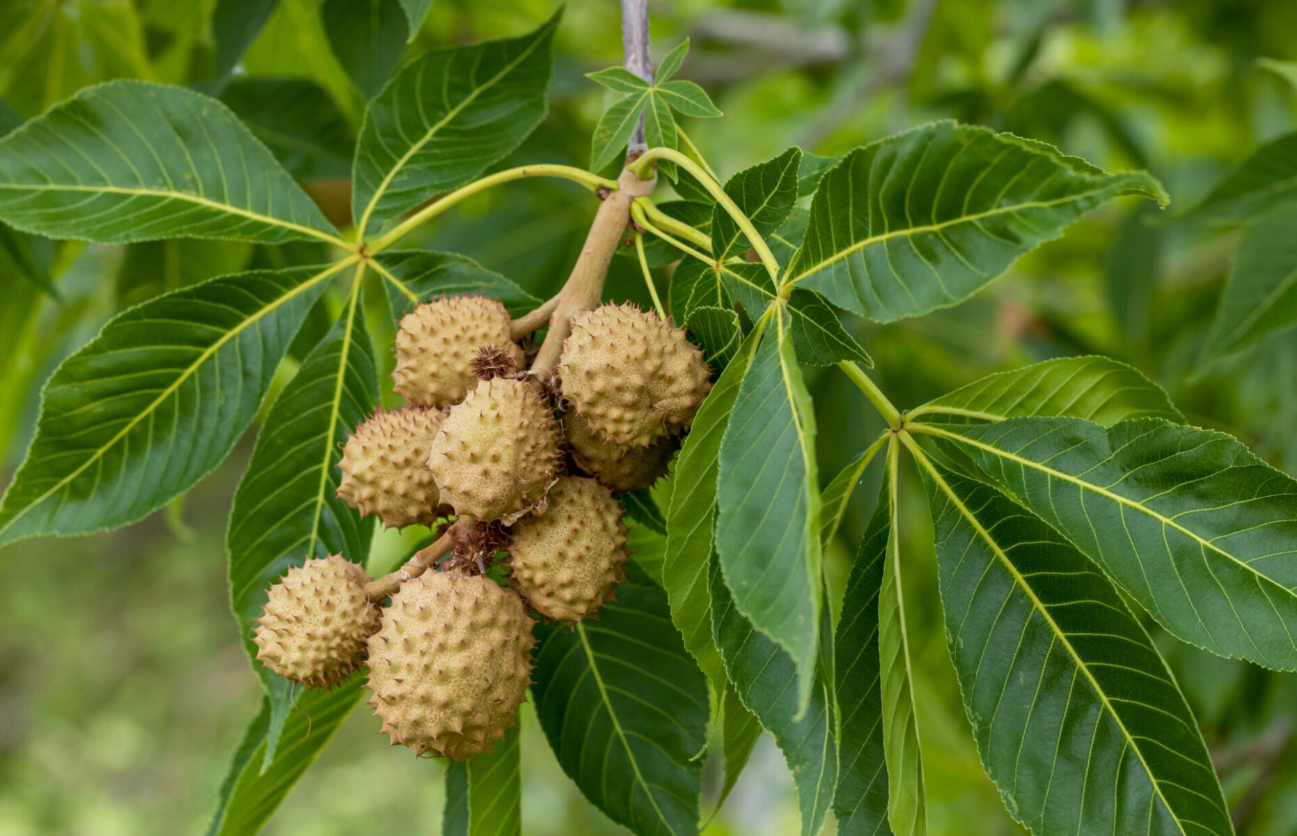 Ohio Buckeye (Aesculus glabra)
