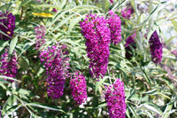 Butterfly Bush (Buddleia)