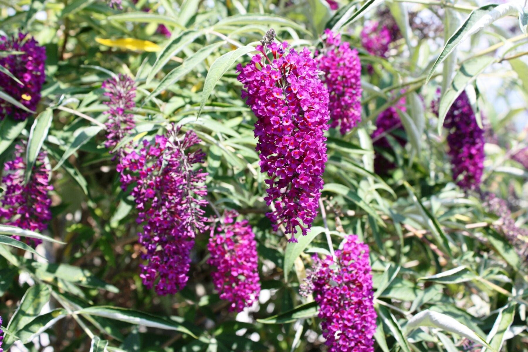 Butterfly Bush (Buddleia)