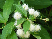 Buttonbush (Cephalanthus occidentalis)