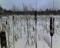 Cattail