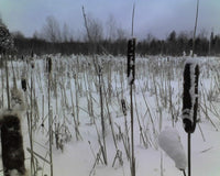 Cattail