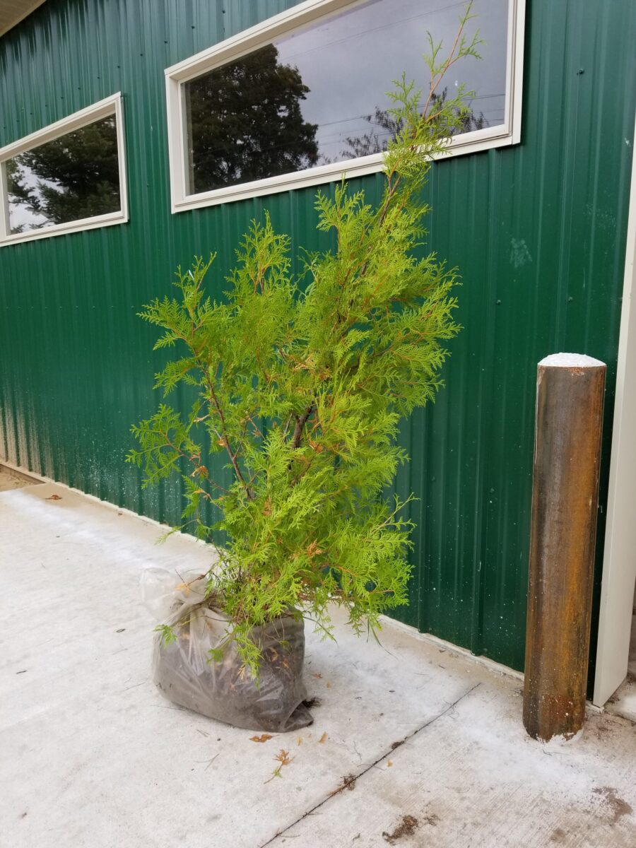 White Cedar Arborvitae (with root ball) (Thuja occidentalis)