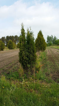 Pyramidal Arborvitae (Thuja Occidentalis & Pyramidalis)