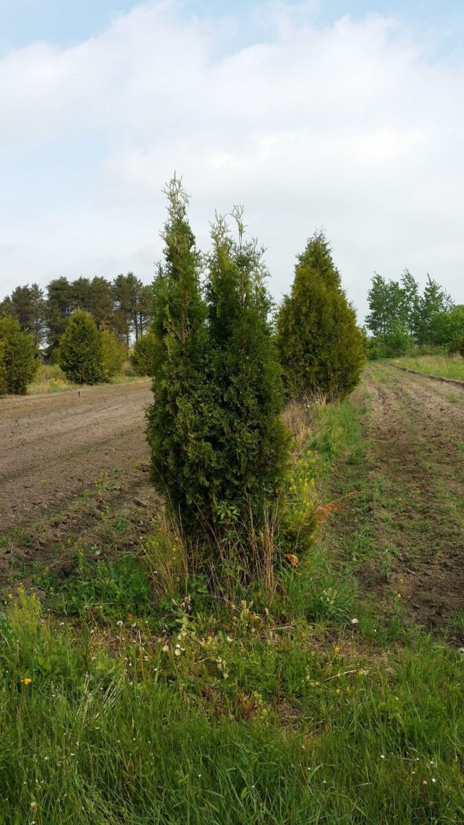 Pyramidal Arborvitae (Thuja Occidentalis & Pyramidalis)