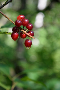 Choke Cherry (Prunus virginiana)