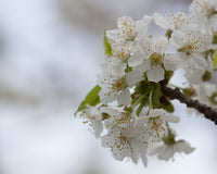 Wild Black Cherry (Prunus serotina)