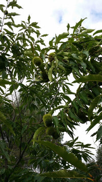 American Chestnut (Castanea dentata)