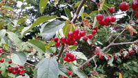 Sargent (Roselow) Crabapple (Malus sargentii)