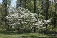 Flowering White Dogwood (Cornus Florida)