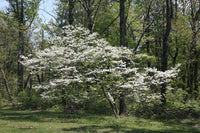 Flowering White Dogwood (Cornus Florida)