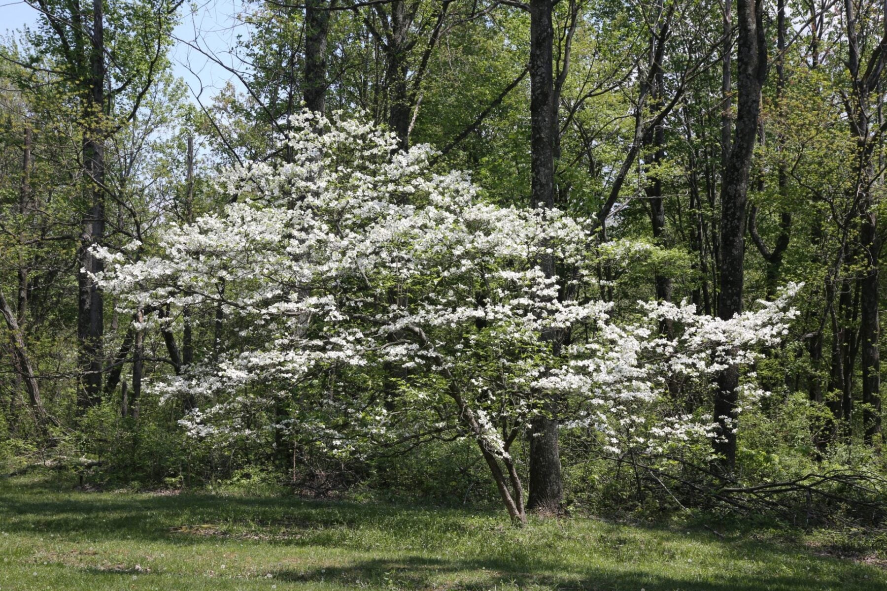 Flowering White Dogwood (Cornus Florida)