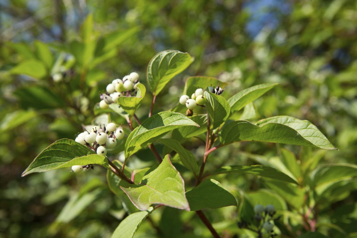 Red Osier Dogwood (Cornus sericea (stolonifera))