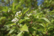 Red Osier Dogwood (Cornus sericea (stolonifera))