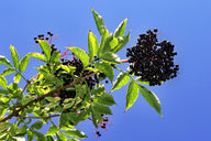 Black Elderberry (Sambucus canadensis)