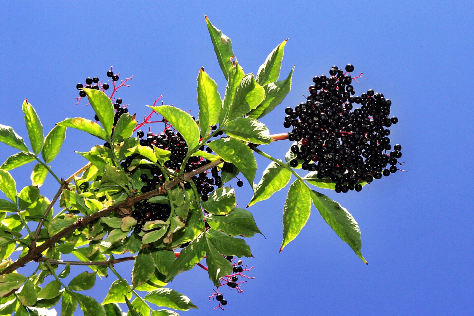 Black Elderberry (Sambucus canadensis)