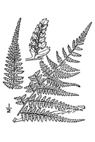 Lady Fern (Athyrium filix-femina)