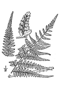 Lady Fern (Athyrium filix-femina)