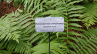 Cinnamon Fern (Osmundastrum Cinnamomeum)