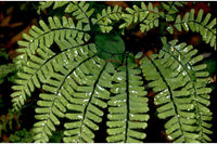 Maidenhair Fern (Adiantum Pedatum)