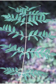 Royal Fern (Osmunda Regalis)