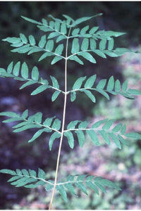 Royal Fern (Osmunda Regalis)