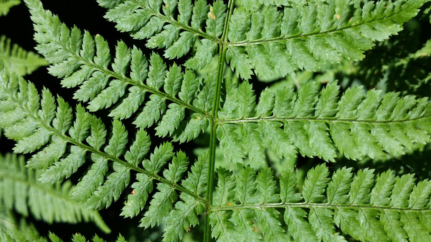Marginal Wood Fern (Dryopteris marginalis)