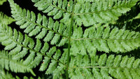 Marginal Wood Fern (Dryopteris marginalis)