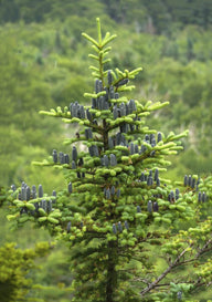 Balsam Fir (Abies balsamea)