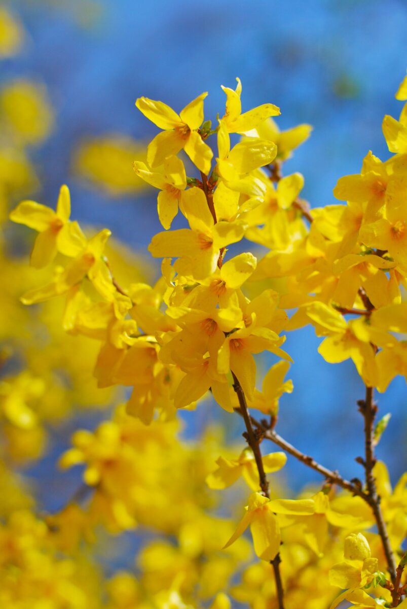 Forsythia Lynwood Gold (Forsythia x intermedia)