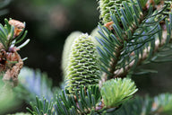 Fraser Fir (Abies Fraseri)