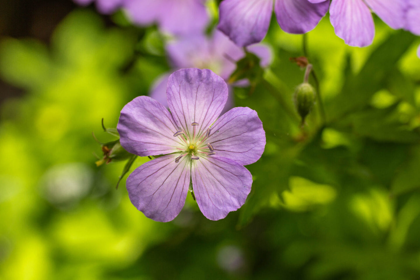 Wild Geranium (Geranium maculatum)