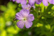 Wild Geranium (Geranium maculatum)