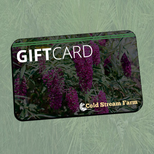 Gift Card (Digital)