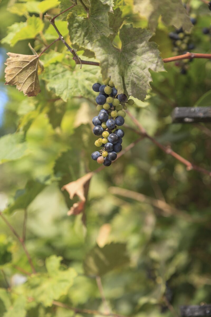 Wild Grape (Vitis riparia)