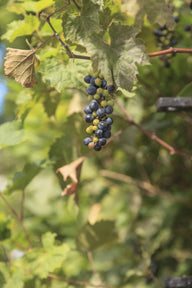 Wild Grape (Vitis riparia)
