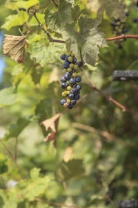 Wild Grape (Vitis riparia)