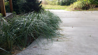 Beachgrass (Ammophila breviligulata)