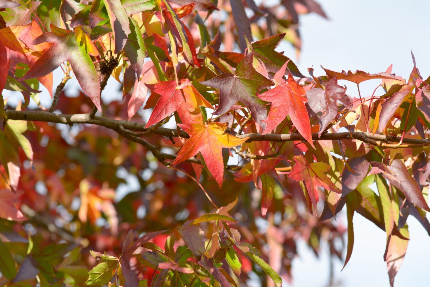 Sweet Gum (Liquidambar Styraciflua)