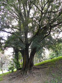 Common Hackberry (Celtis occidentalis)