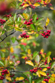 Washington Hawthorn (Crataegus phaenopyrum)