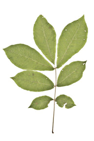 Bitternut Hickory (Carya cordiformis)