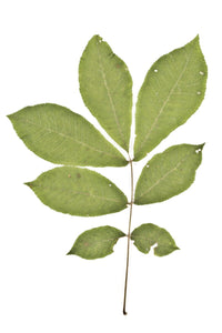Bitternut Hickory (Carya cordiformis)