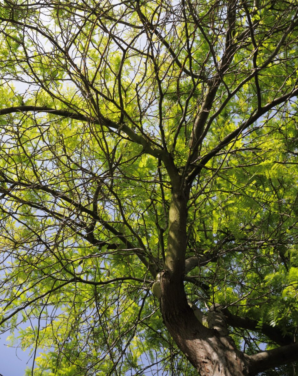 Honeylocust (Gleditsia triacanthos)